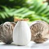 bougie noix de coco kairosea