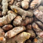 Curcuma frais de Martinique – Racine naturelle